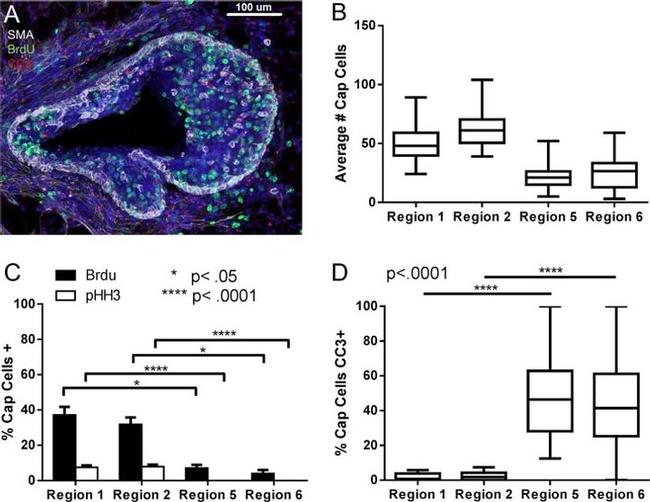 BrdU Antibody in Immunohistochemistry (IHC)