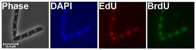 BrdU Antibody in Immunocytochemistry (ICC/IF)