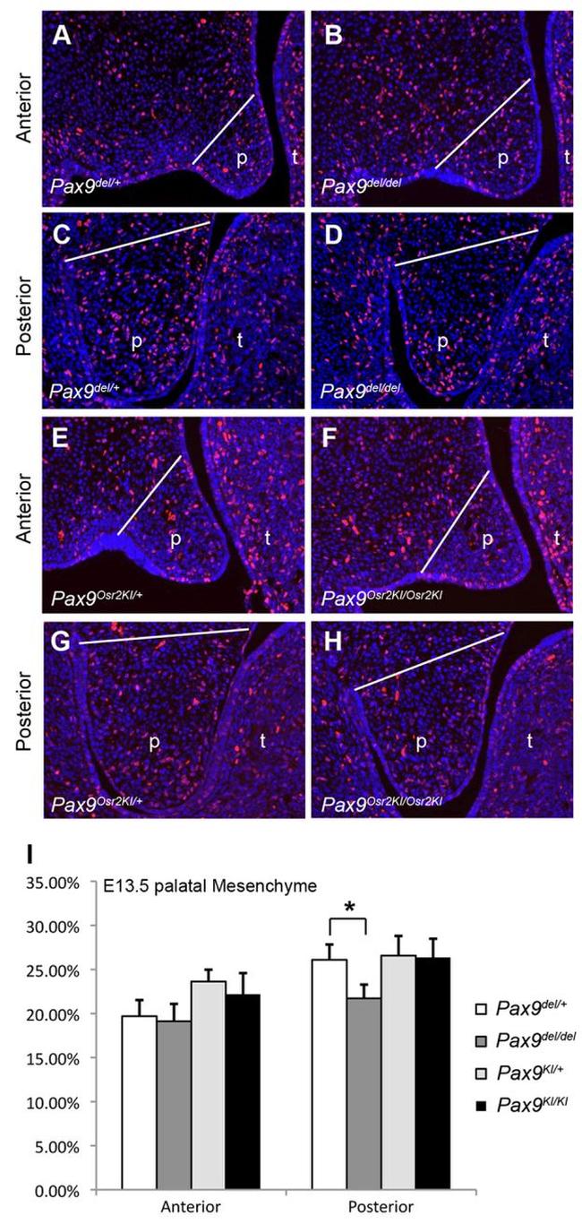 BrdU Antibody in Immunohistochemistry (IHC)