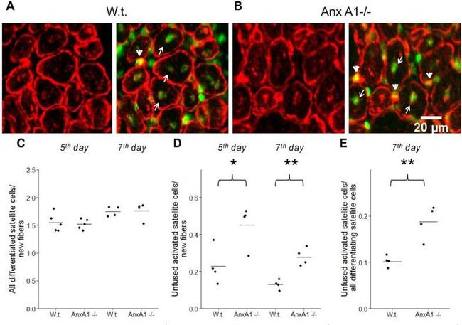 BrdU Antibody in Immunohistochemistry (IHC)