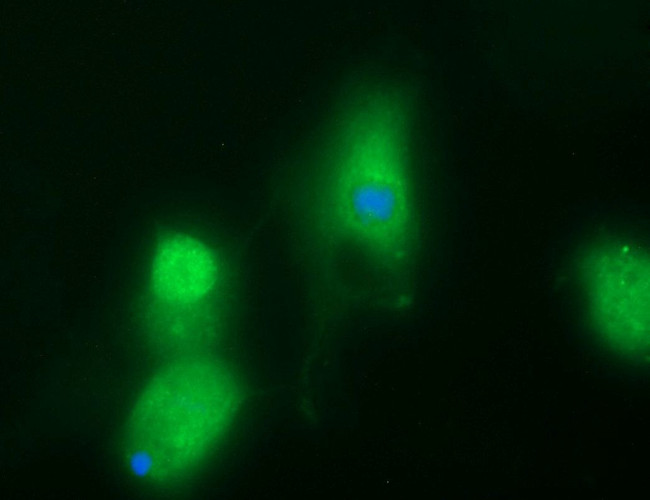 B3GNT2 Antibody in Immunocytochemistry (ICC/IF)