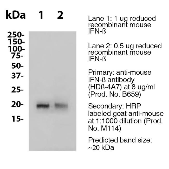 IFN beta Antibody in Western Blot (WB)