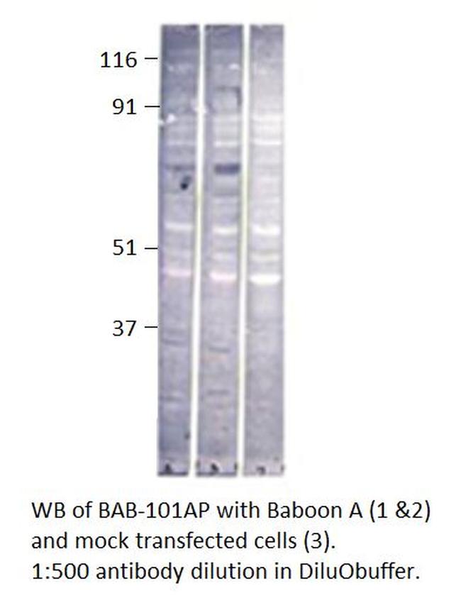 Baboon Antibody in Western Blot (WB)