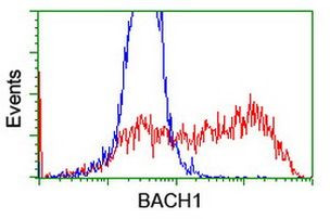 BACH1 Antibody in Flow Cytometry (Flow)