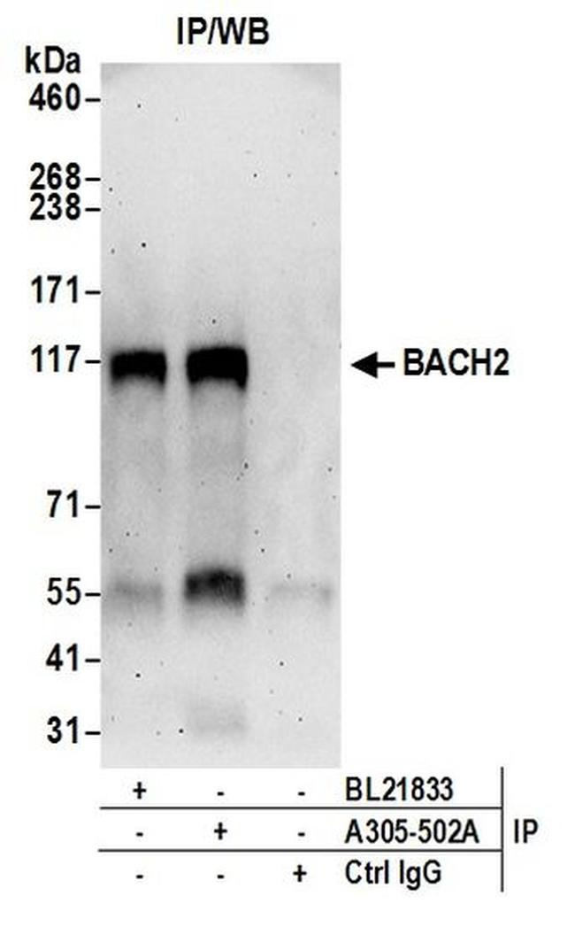 BACH2 Antibody in Western Blot (WB)