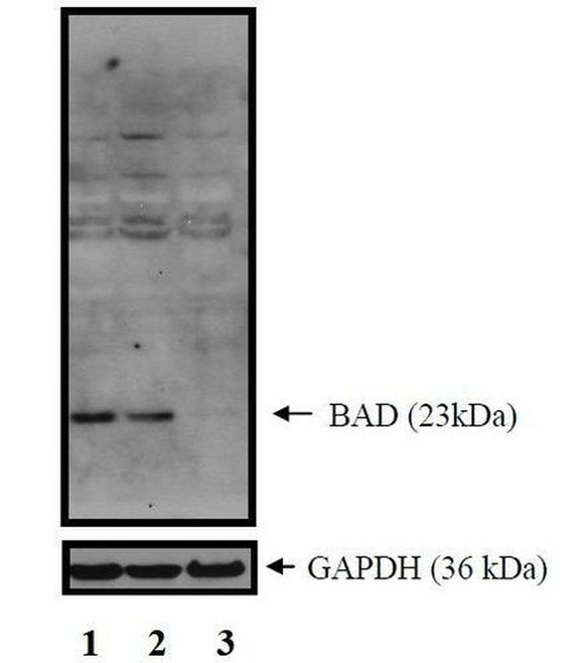 BAD Antibody in Western Blot (WB)