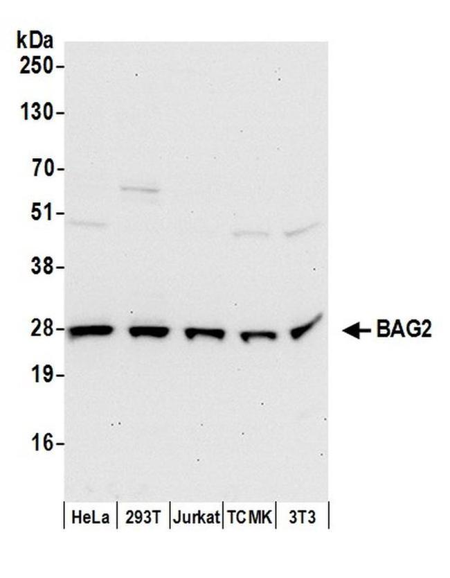 BAG2 Antibody in Western Blot (WB)