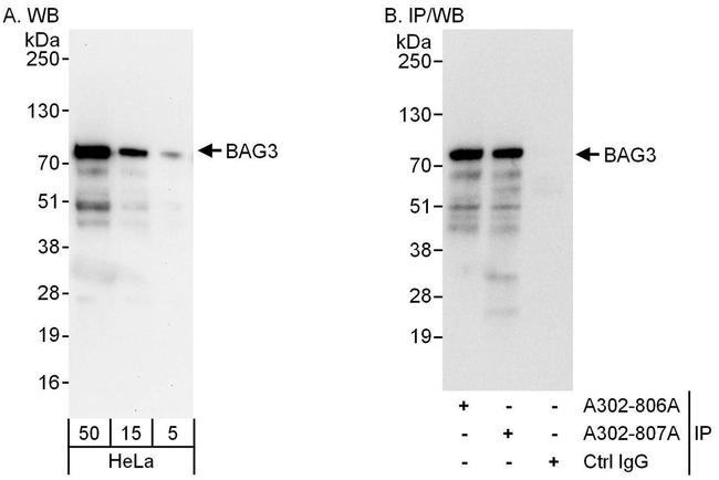 BAG3 Antibody in Western Blot (WB)