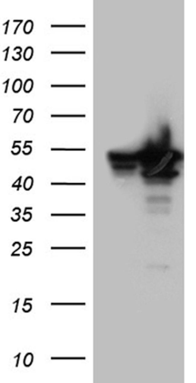 BAG5 Antibody in Western Blot (WB)