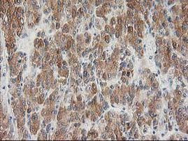 BAIAP2 Antibody in Immunohistochemistry (Paraffin) (IHC (P))