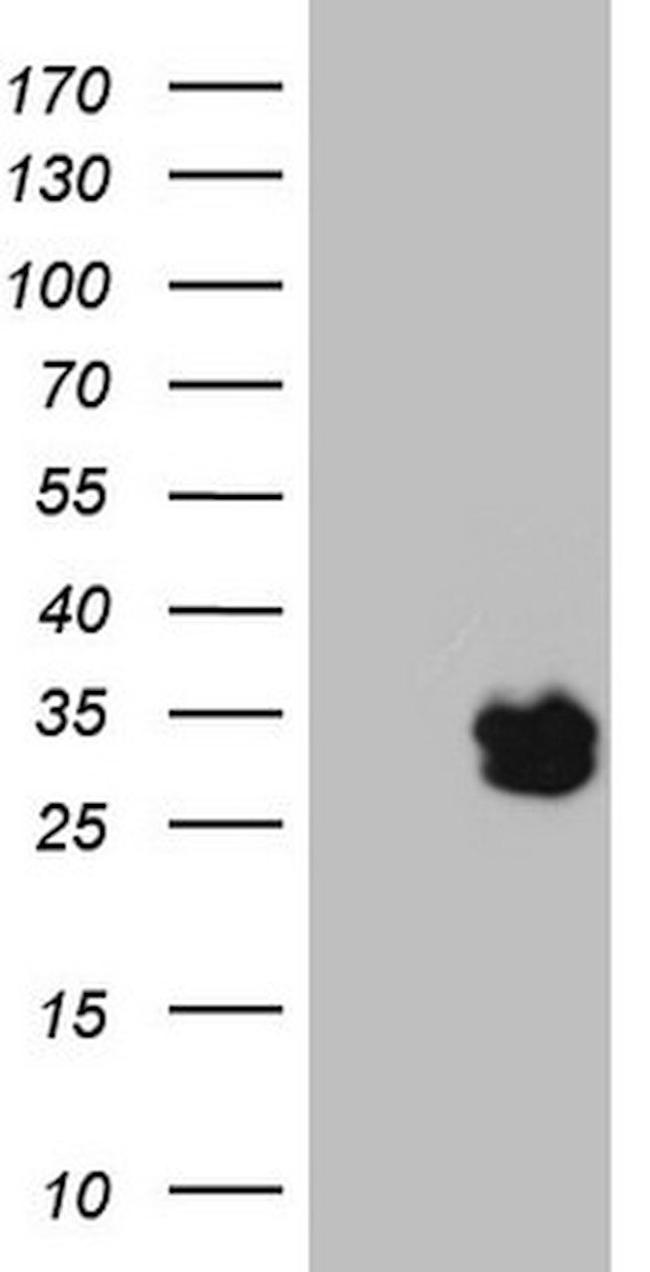 BAMBI Antibody in Western Blot (WB)