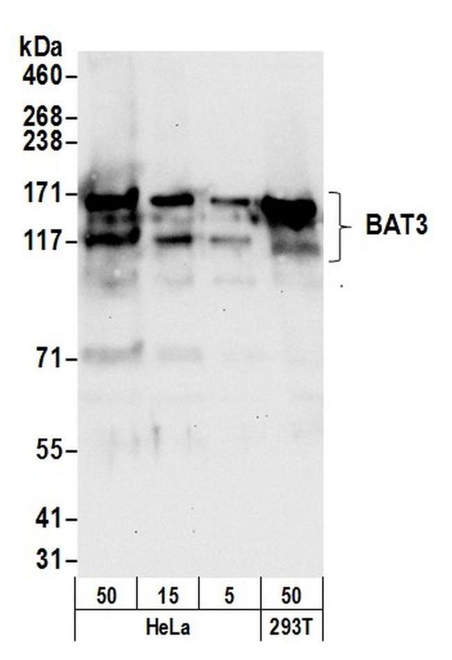 BAT3 Antibody in Western Blot (WB)