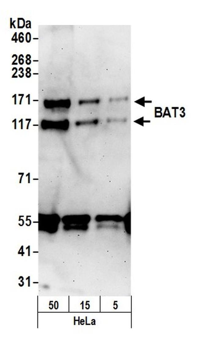 BAT3 Antibody in Western Blot (WB)