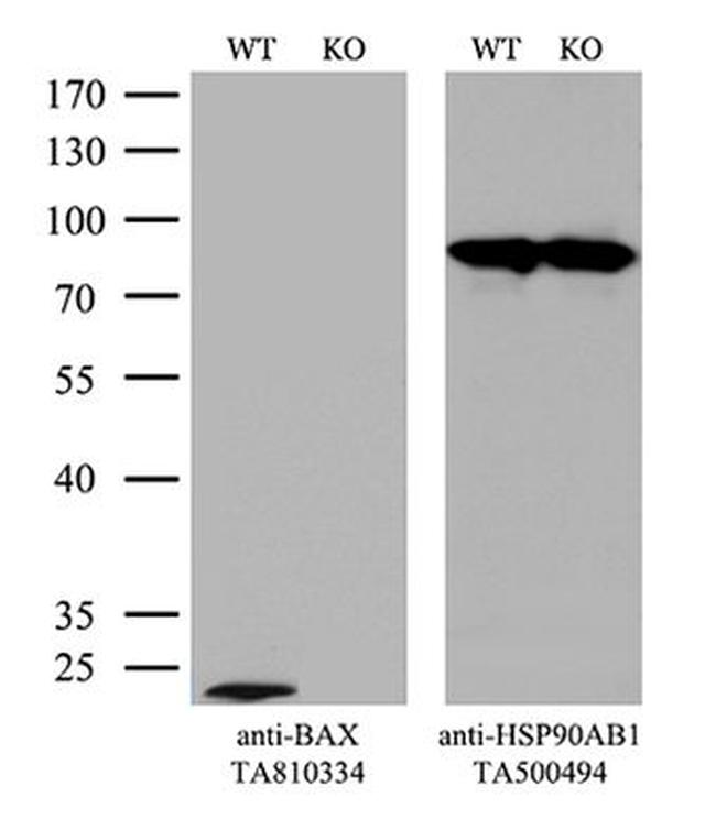 BAX Antibody in Western Blot (WB)