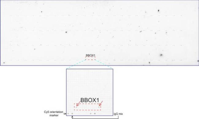BBOX1 Antibody in Peptide array (ARRAY)