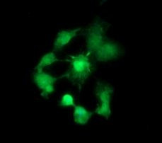 BBOX1 Antibody in Immunocytochemistry (ICC/IF)