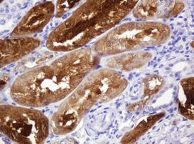 BBOX1 Antibody in Immunohistochemistry (Paraffin) (IHC (P))