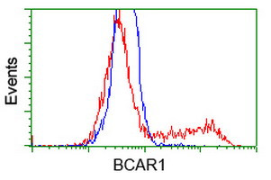 BCAR1 Antibody in Flow Cytometry (Flow)