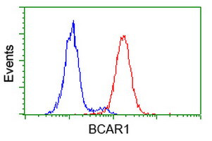 BCAR1 Antibody in Flow Cytometry (Flow)