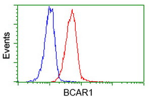 BCAR1 Antibody in Flow Cytometry (Flow)