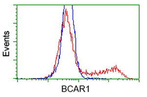 BCAR1 Antibody in Flow Cytometry (Flow)