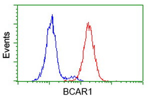 BCAR1 Antibody in Flow Cytometry (Flow)