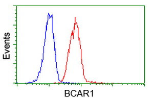 BCAR1 Antibody in Flow Cytometry (Flow)