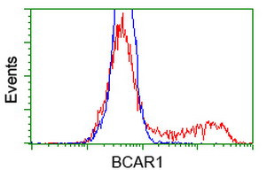 BCAR1 Antibody in Flow Cytometry (Flow)