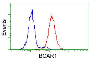 BCAR1 Antibody in Flow Cytometry (Flow)