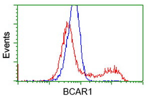 BCAR1 Antibody in Flow Cytometry (Flow)