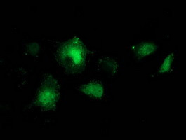 BCAR1 Antibody in Immunocytochemistry (ICC/IF)