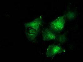 BCAR1 Antibody in Immunocytochemistry (ICC/IF)