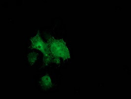 BCAR1 Antibody in Immunocytochemistry (ICC/IF)