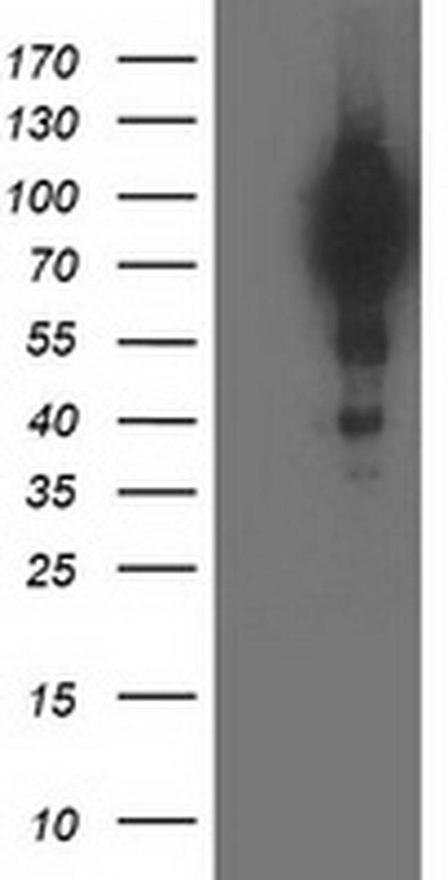 BCAR1 Antibody in Western Blot (WB)