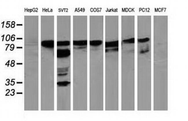 BCAR1 Antibody in Western Blot (WB)