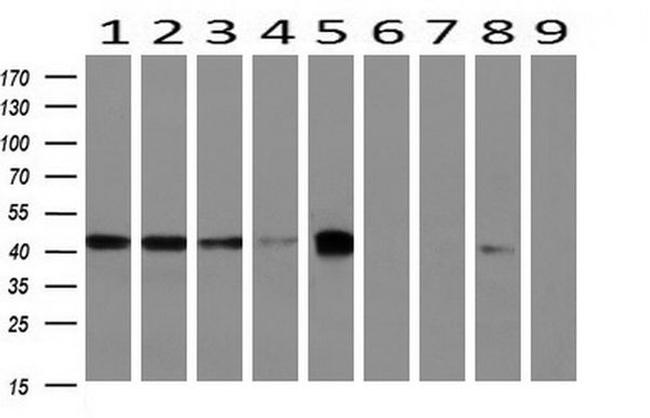 BCAT1 Antibody in Western Blot (WB)