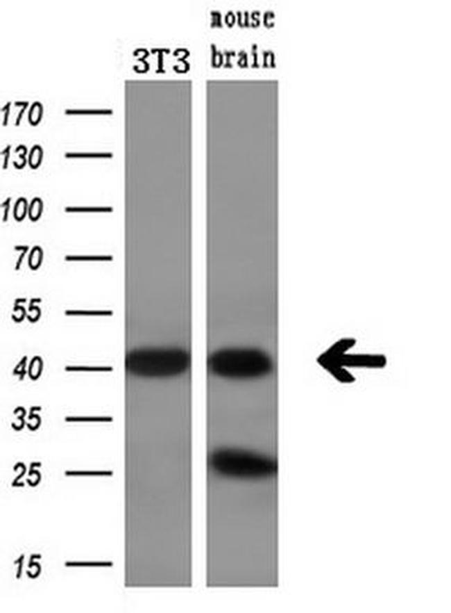 BCAT1 Antibody in Western Blot (WB)