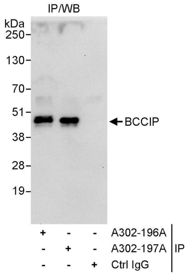 BCCIP Antibody in Immunoprecipitation (IP)