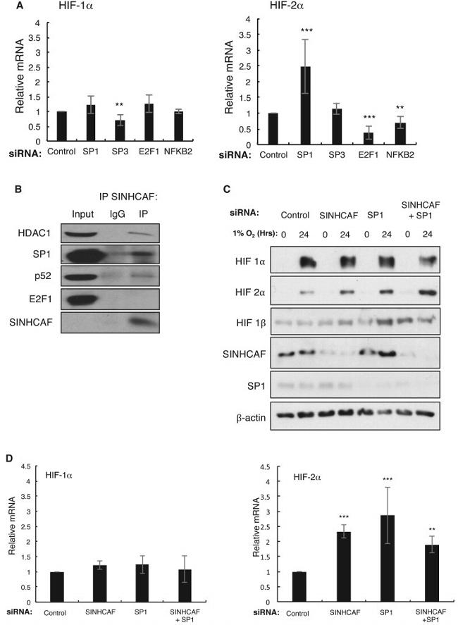 HIF-2 alpha Antibody in Western Blot (WB)