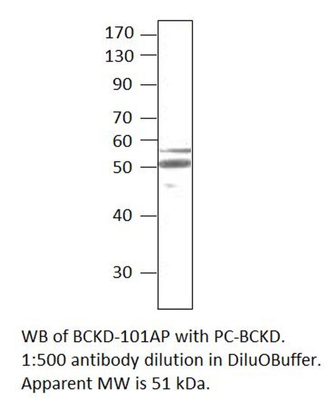 BCKDH Antibody in Western Blot (WB)