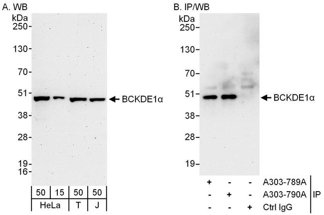 BCKDE1A Antibody in Western Blot (WB)