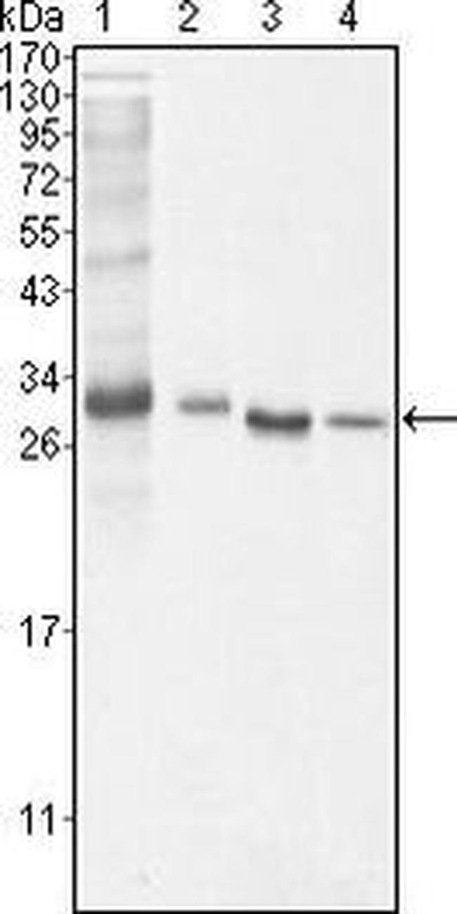 Bcl-10 Antibody in Western Blot (WB)