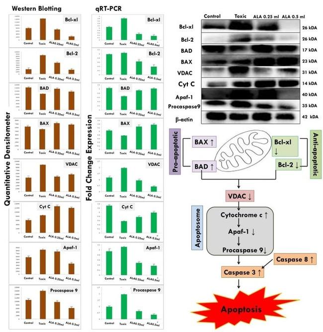 beta Actin Antibody in Western Blot (WB)