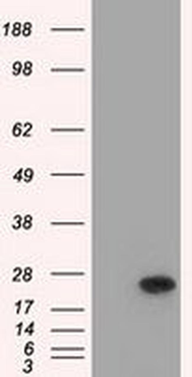 BCL10 Antibody in Western Blot (WB)