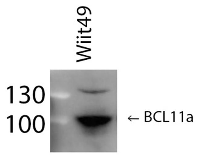 BCL11A Antibody in Western Blot (WB)