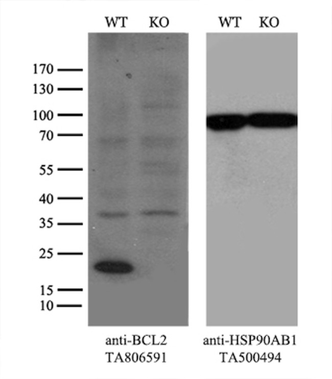 BCL2 Antibody