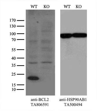 BCL2 Antibody