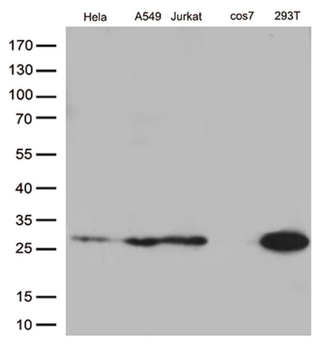 BCL2 Antibody in Western Blot (WB)