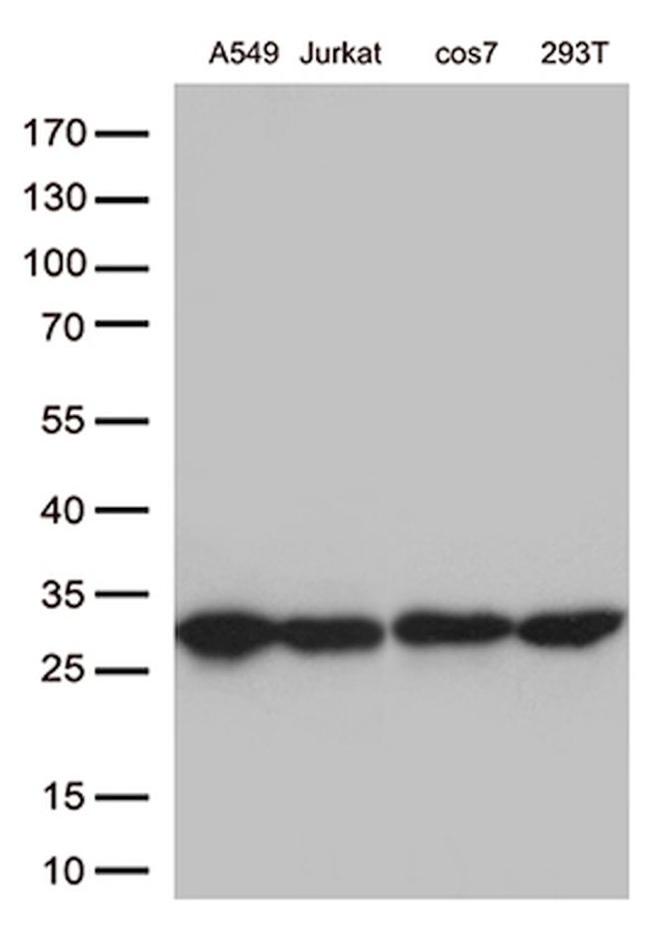 BCL2 Antibody in Western Blot (WB)