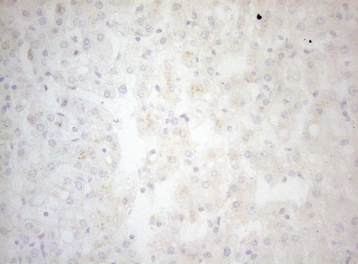 BCL2L14 Antibody in Immunohistochemistry (Paraffin) (IHC (P))